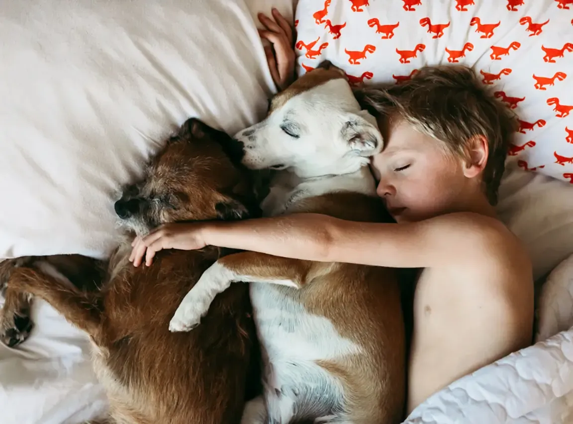 boy cuddles with two dogs, all three comfortably lying in bed together.